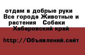 отдам в добрые руки - Все города Животные и растения » Собаки   . Хабаровский край